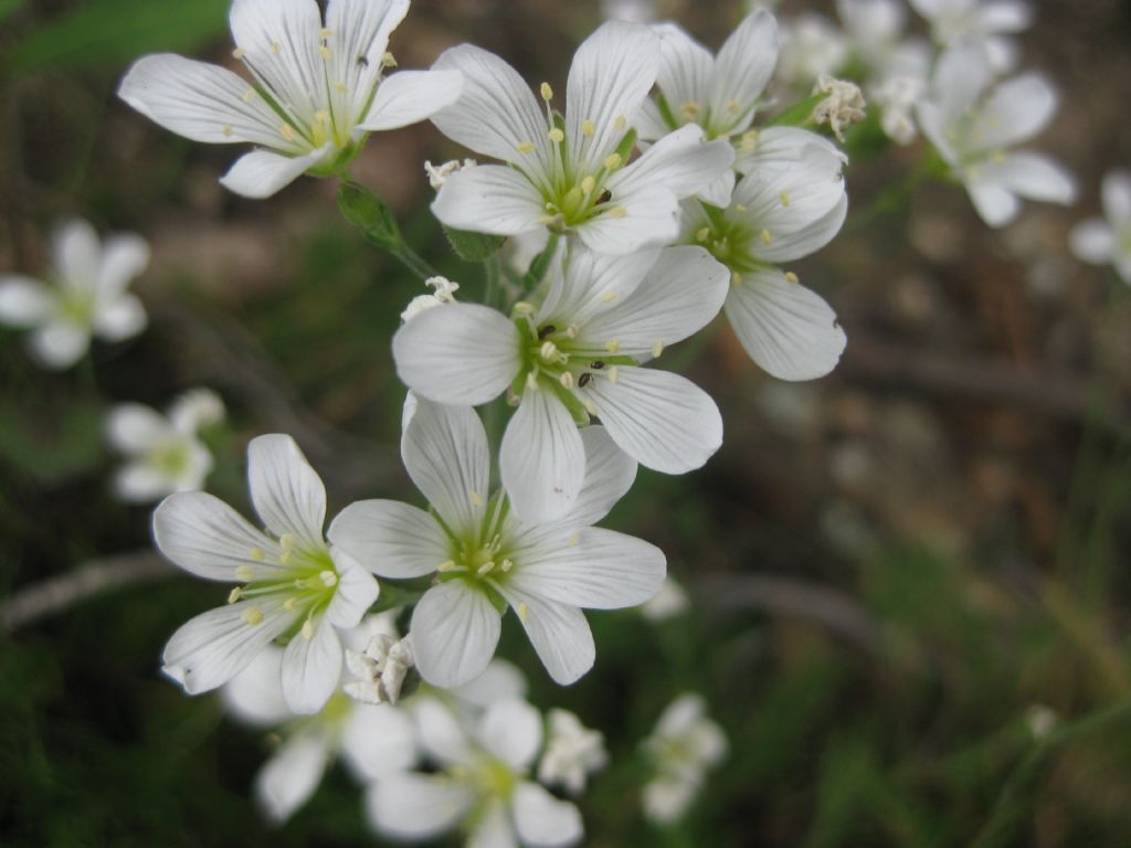 Cherleria (=Minuartia) laricifolia / Minuartia con foglie di larice